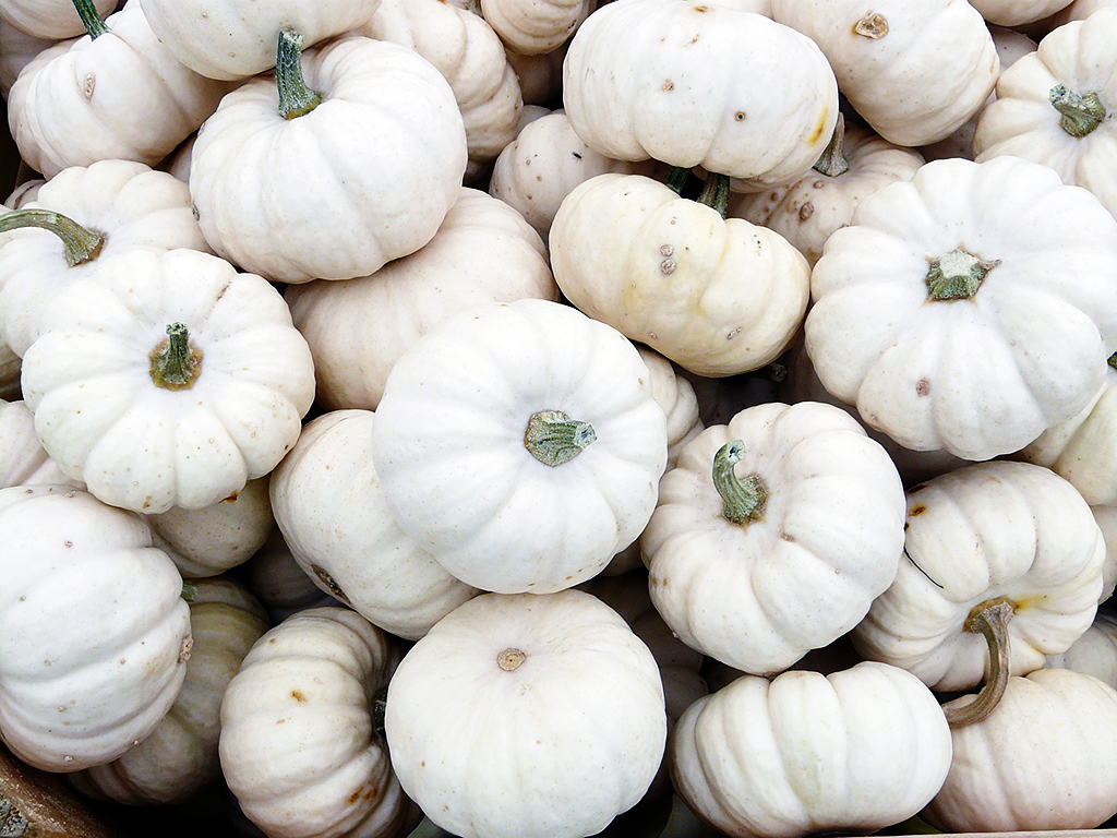 Black & White Pumpkins: Easy, Minimal, No-Carve Ideas